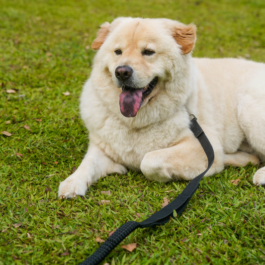 Club Spawty Paws Out Leash Black 