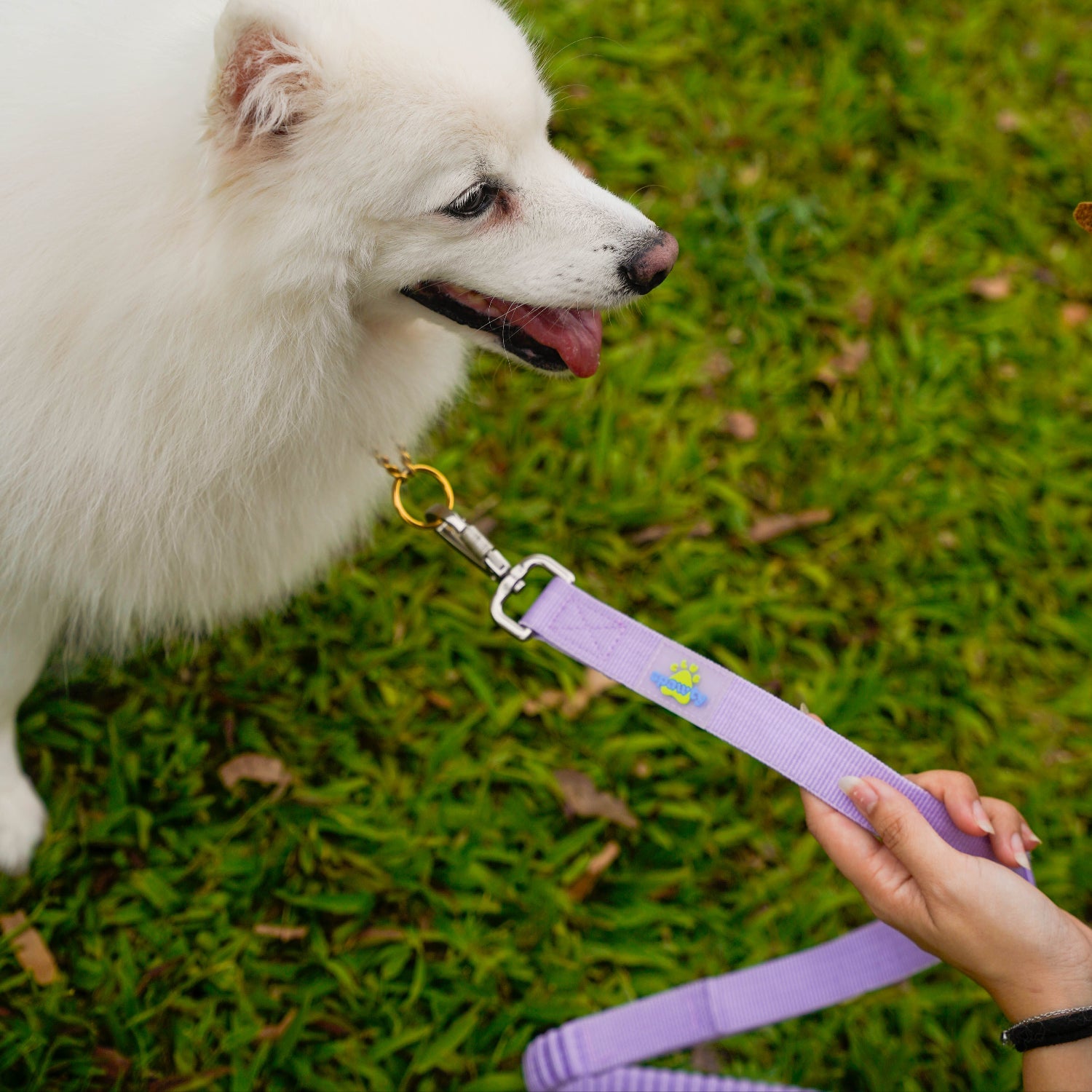 Club Spawty Paws Out Leash Purple