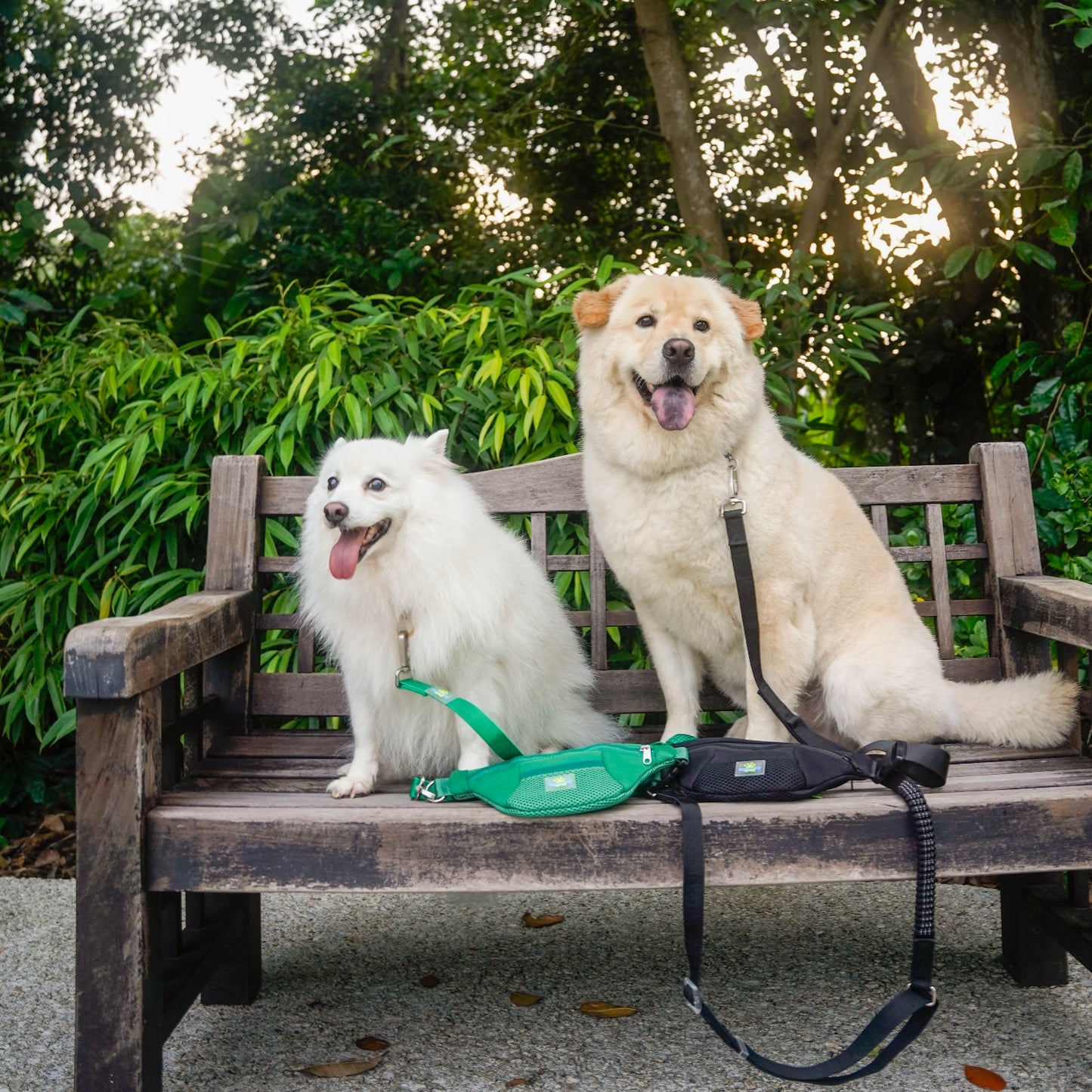 Club Spawty Paws Out Set Green Black
